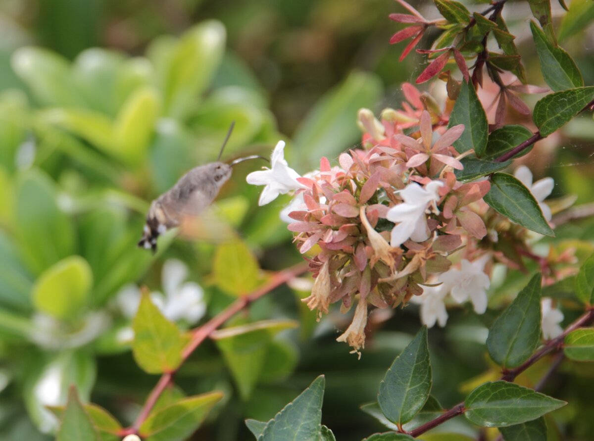 Это колибри?! Фото автора