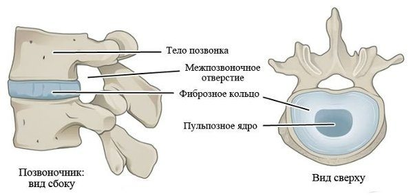 Межпозвоночный диск и его строение