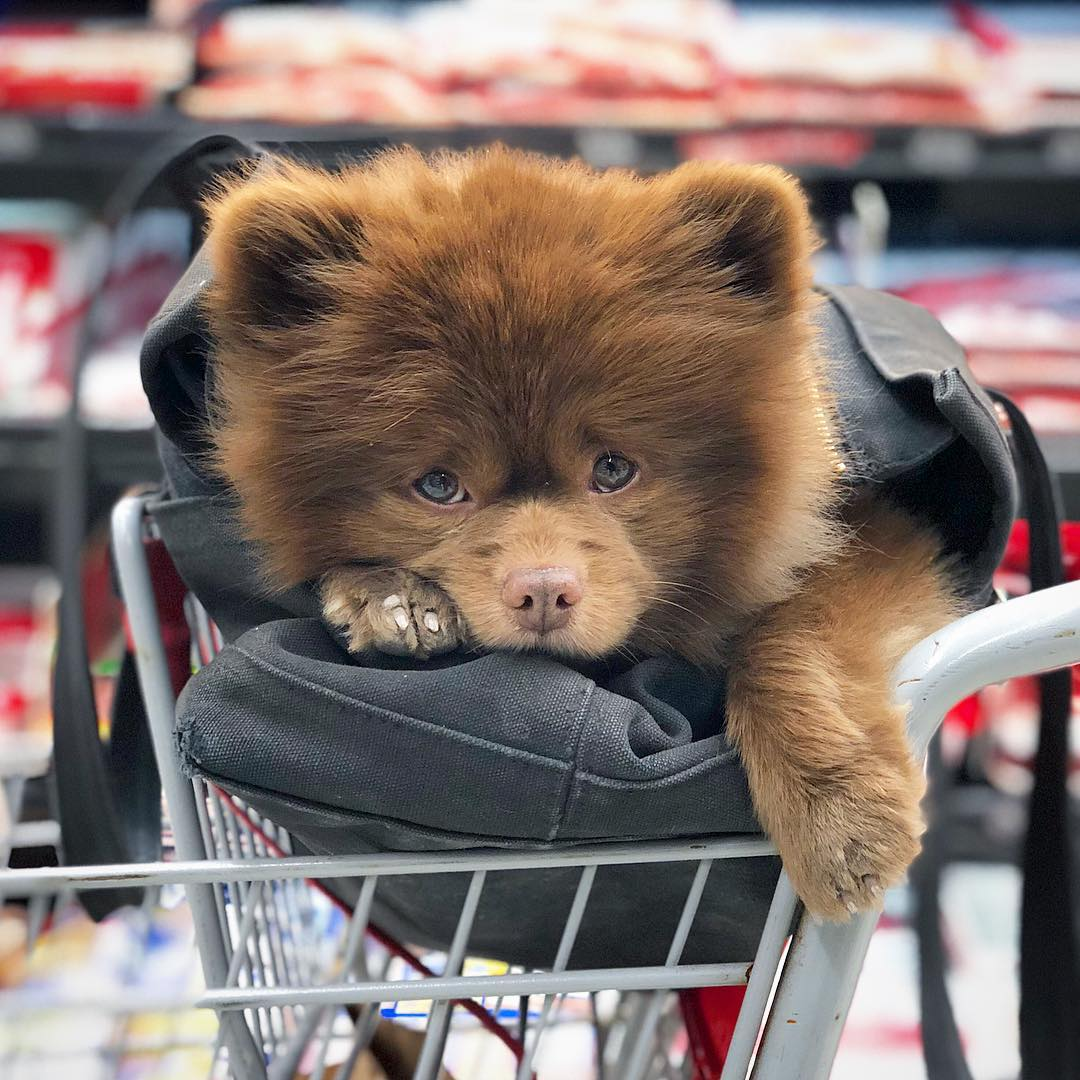 bertiebertthepom