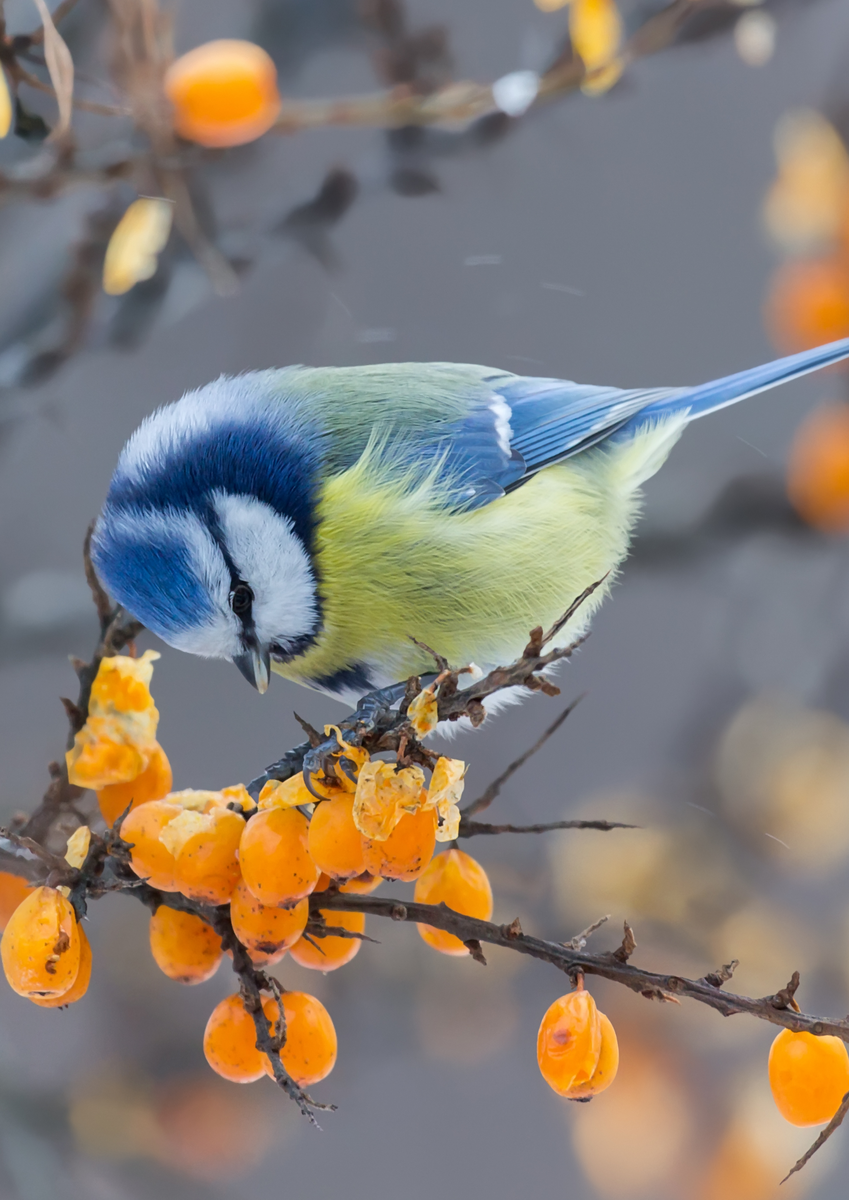 Облепиху любят птицы