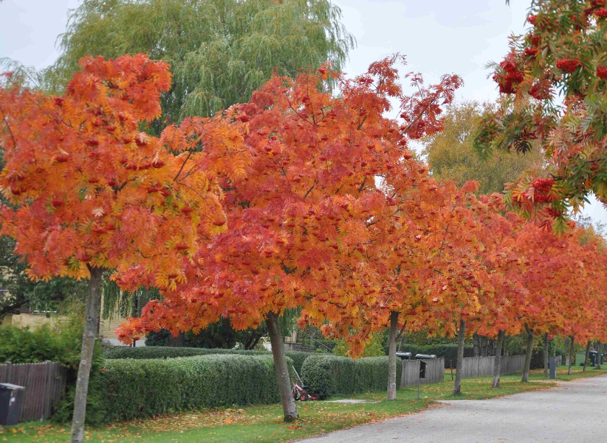 "Додонг" очень ценится за свою великолепную осеннюю окраску и правда пройти мимо невозможно!