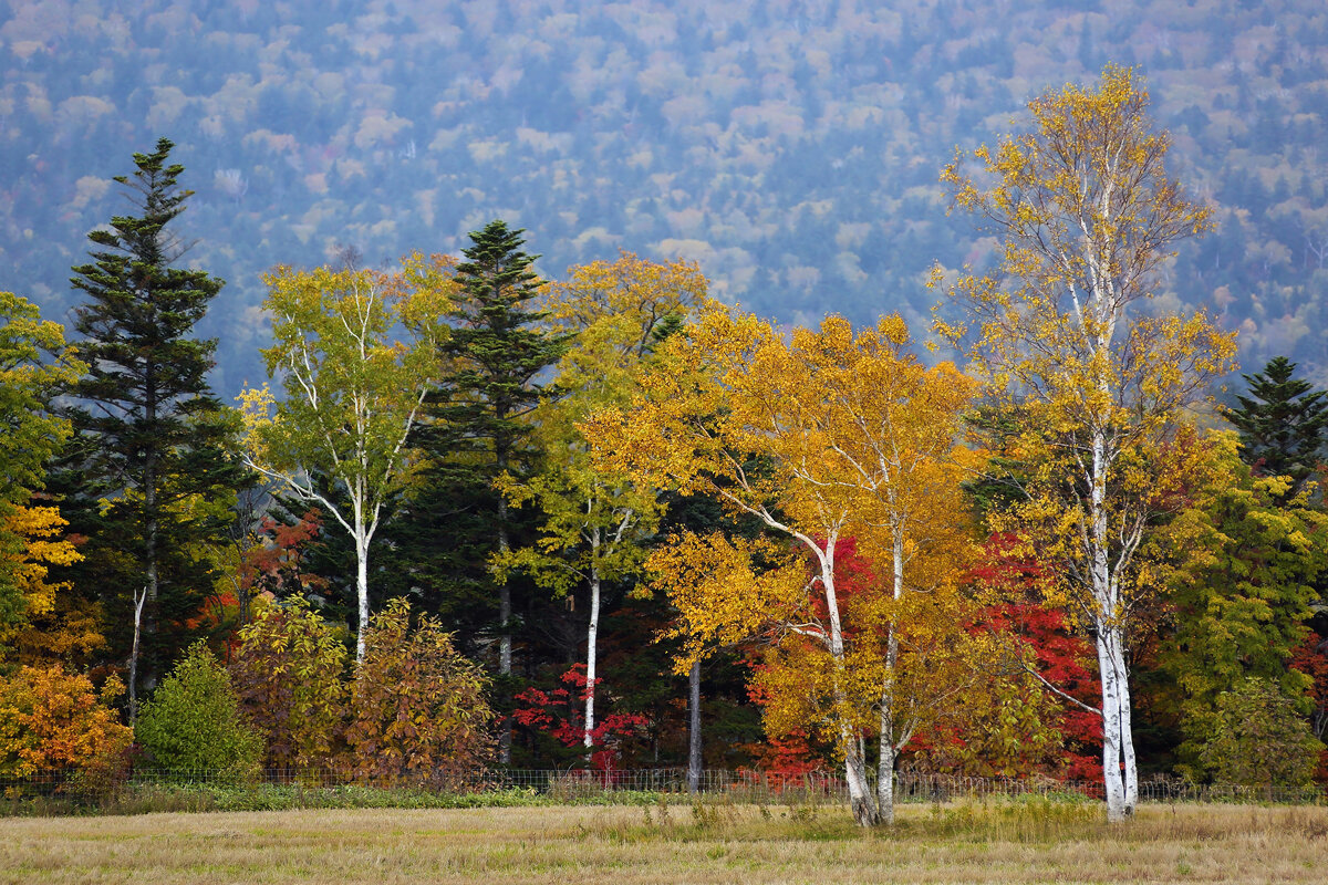 Яркая радуга осени