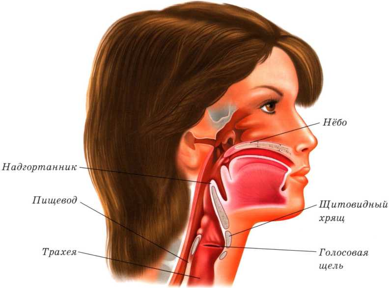 Горло гортань глотка анатомия. Надгортанник хрящ анатомия. Строение носоглотки и гортани. Нос носоглотка гортань строение. Гланды под челюстью