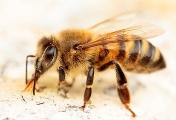 Укус пчелы: признаки, первая помощь, последствия, профилактика