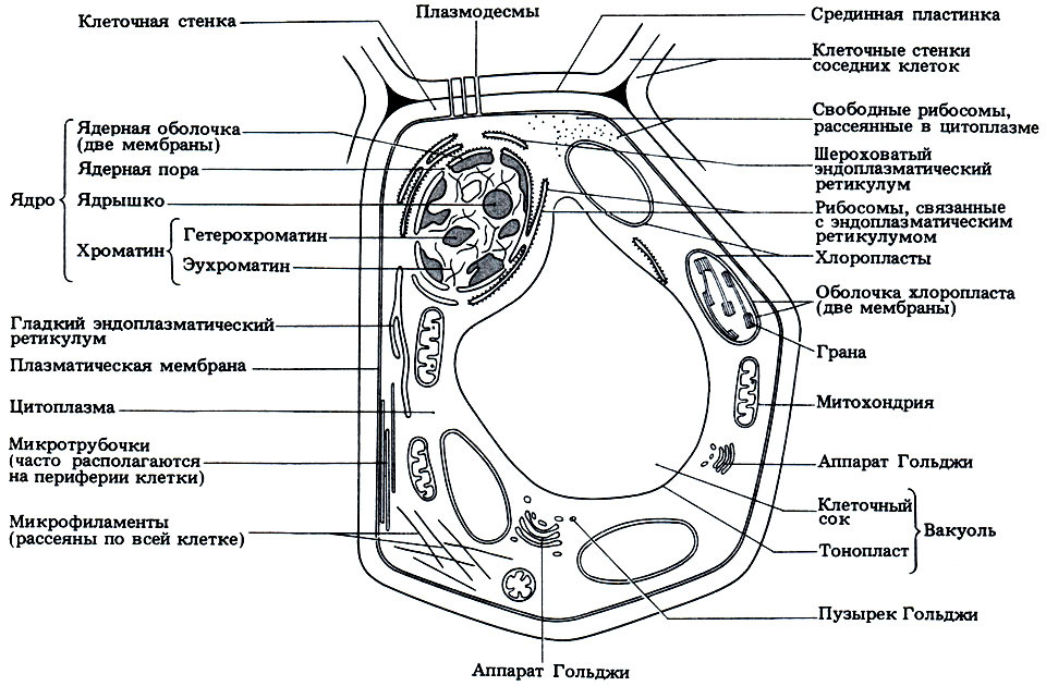 Строение клетки растения.