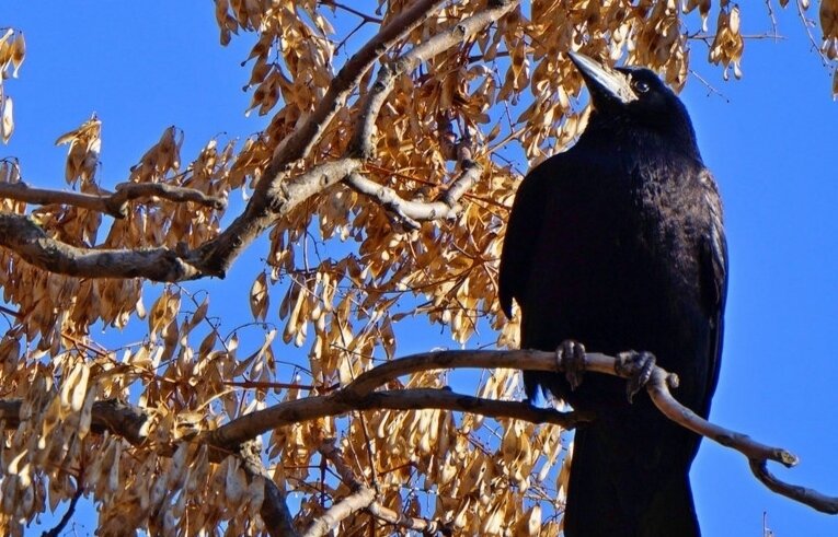 Птицы на верхушках деревьев. Вороны на дереве. Много ворон. Стая ворон. Стая грачей.