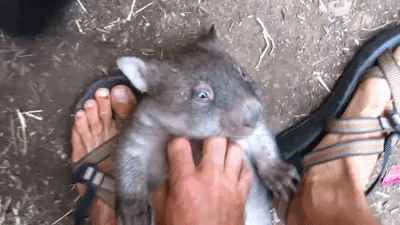 Видео с сайта https://giphy.com/
