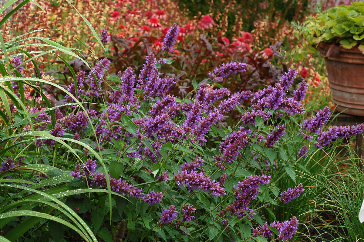 Роскошное растение для вашего сада - ароматный агастахе