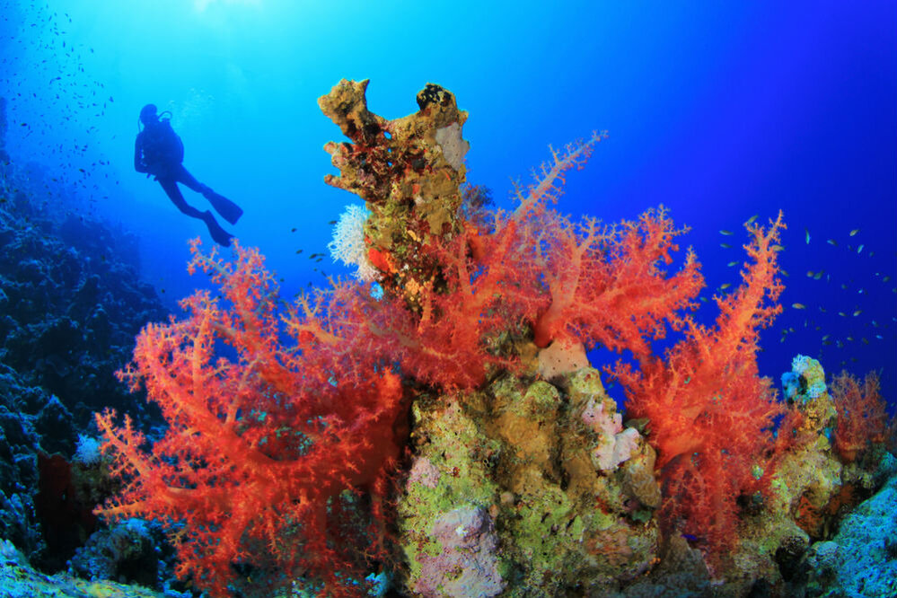 Максимальная глубина красного. Риф Наполеон Дахаб. Коралловые рифы в Красном море. Дахаб. Голубая дыра (красное море). Красное море глубина.