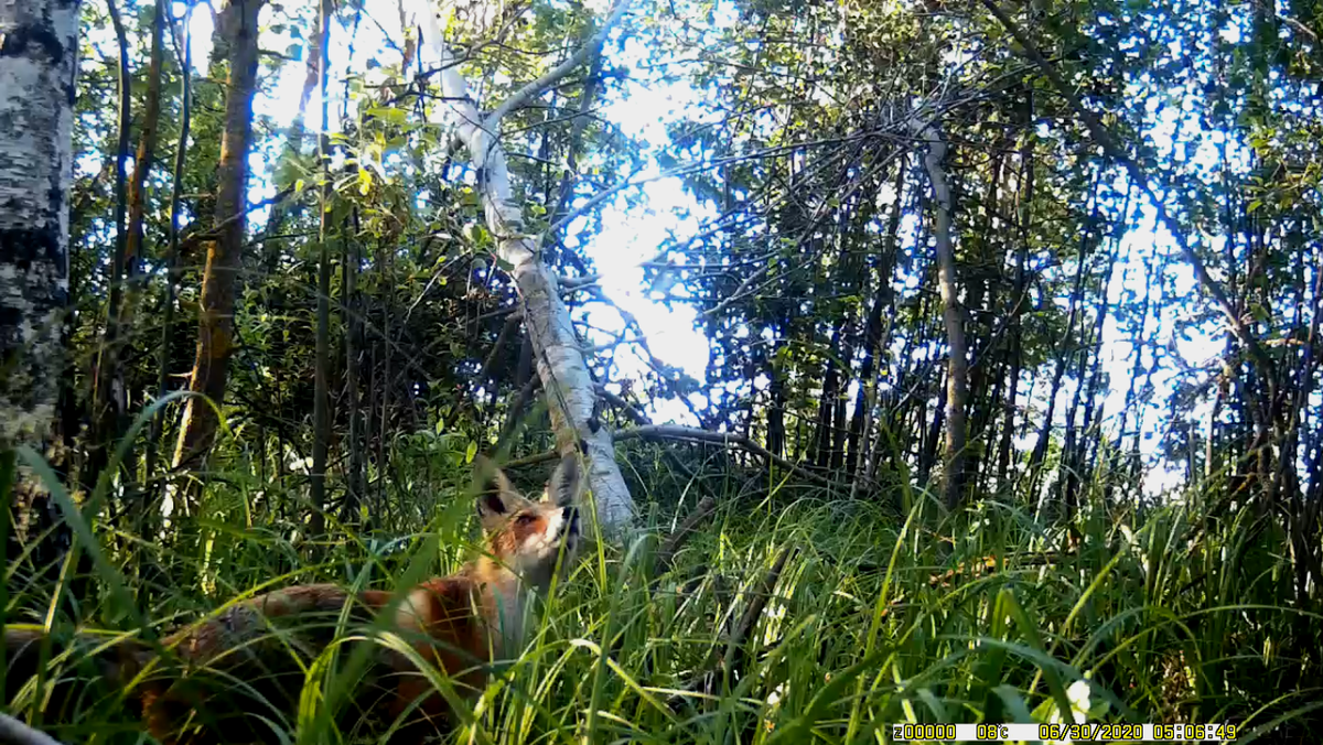 ФОТО АВТОРА. САРАЕВСКИЙ Р-Н РЯЗАНСКАЯ ОБЛ. Лисица обыкновенная(лат. Vulpes vulpes).