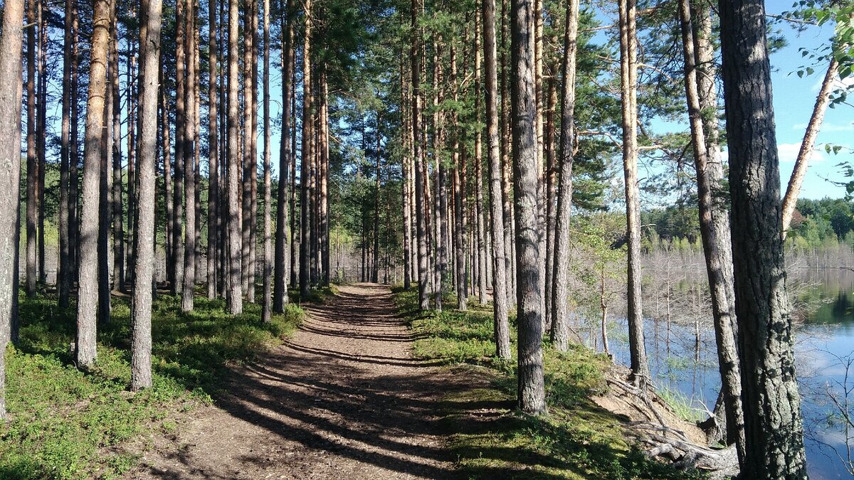 В Новгородской области находится уникальная система карстовых озёр |  Владислав Галушко | Дзен