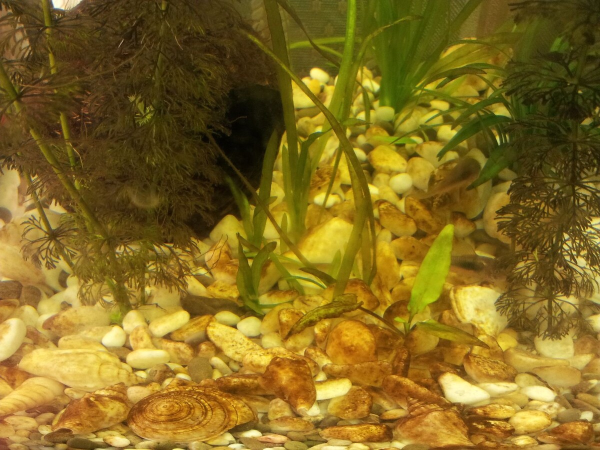 Бурые (диатомовые) водоросли