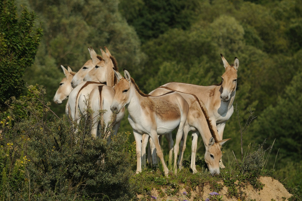 Осел кулан. Дикий осел Кулан. Дикий осел онагр. Equus hemionus. Онагр Кулан.