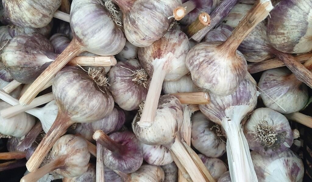 Мой яровой чеснок. Урожай 2020г. 