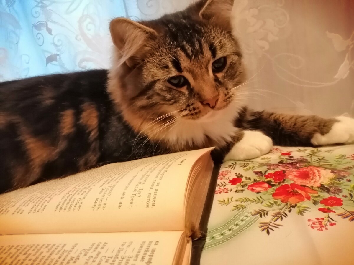 Читают даже котики!