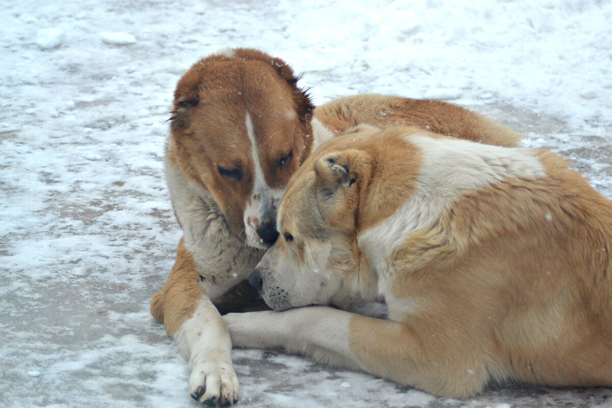 Спаривание собак. Вязка собак животных. Вязка собак животных. Спаривание собак. Вязка собак животных.