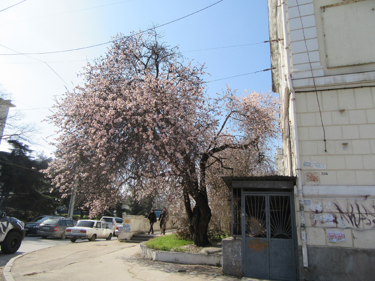 цветет миндаль