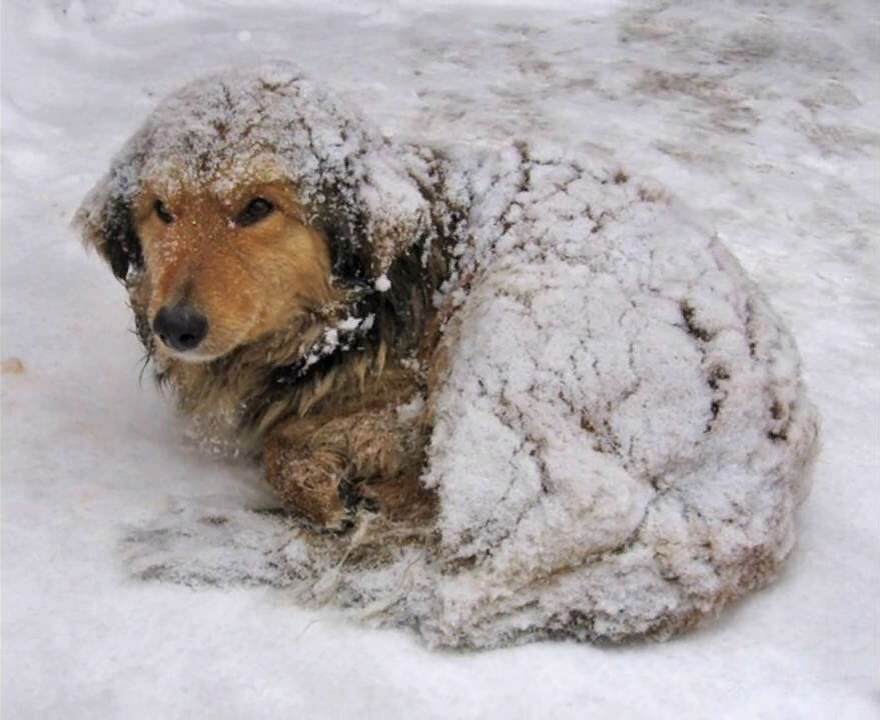 Почему сильно замерзаю. Бездомные животные зимой. Бездомные животные мерзнут. Брошенные животные.
