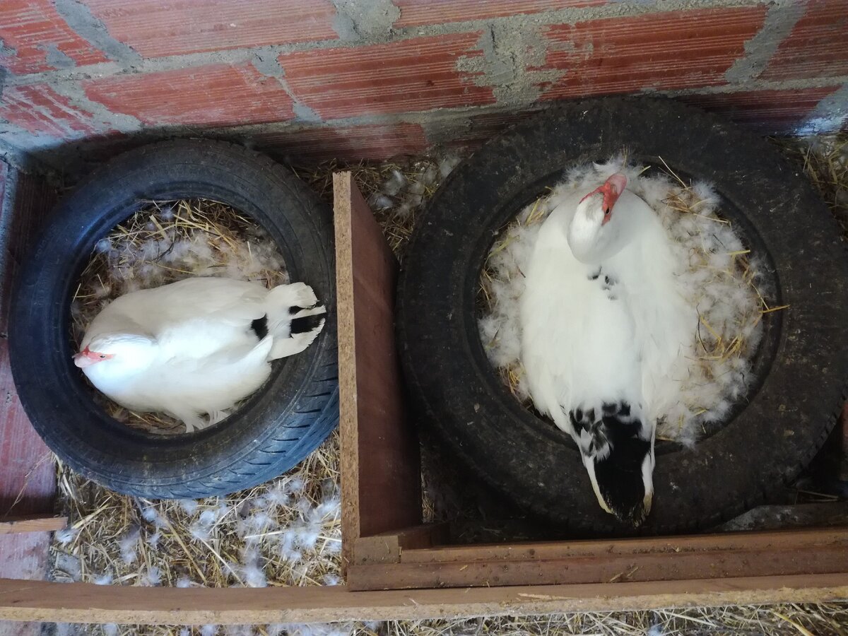 Гнезда для гусей своими руками (52 фото) - красивые фото и картинки malino-v.ru