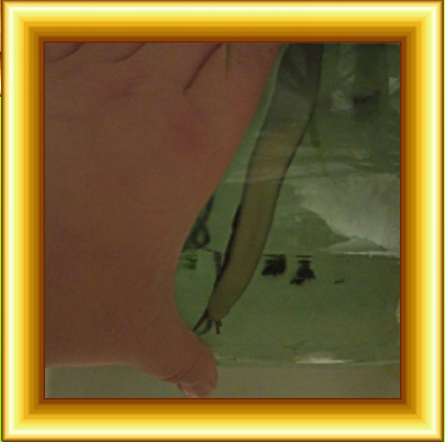 Длина испанского слизня достигает 15 см.