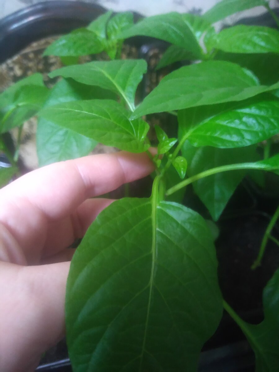 Первые бутоны на перце, которые я всегда удаляю. Фото автора канала  "Дачный рай"  