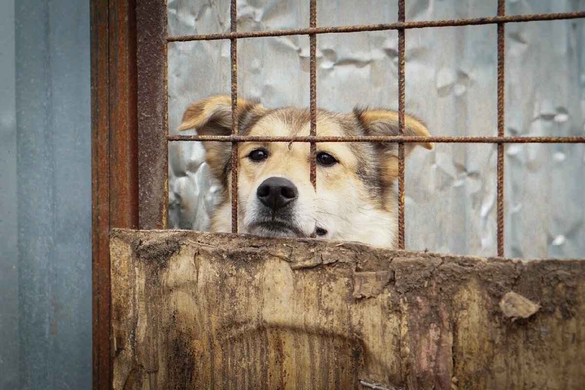 Собаки ночуют в теплых помещениях, а днем гуляют в вольерах