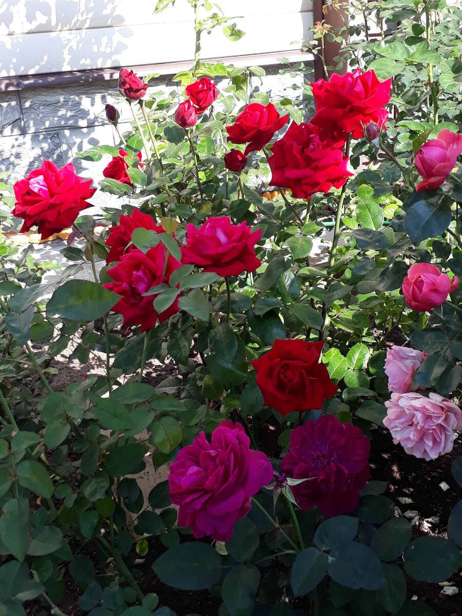 Сорта роз с ароматом и длительным цветением