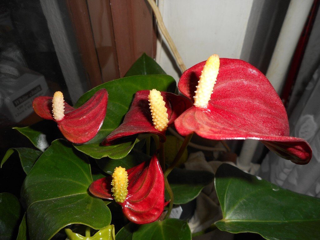 Антуриум Андре Anthurium andraeanum фото автора. Мой спасенный Андре!