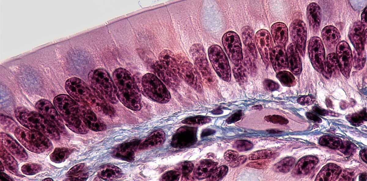 Клетки кишечного эпителия млекопитающих