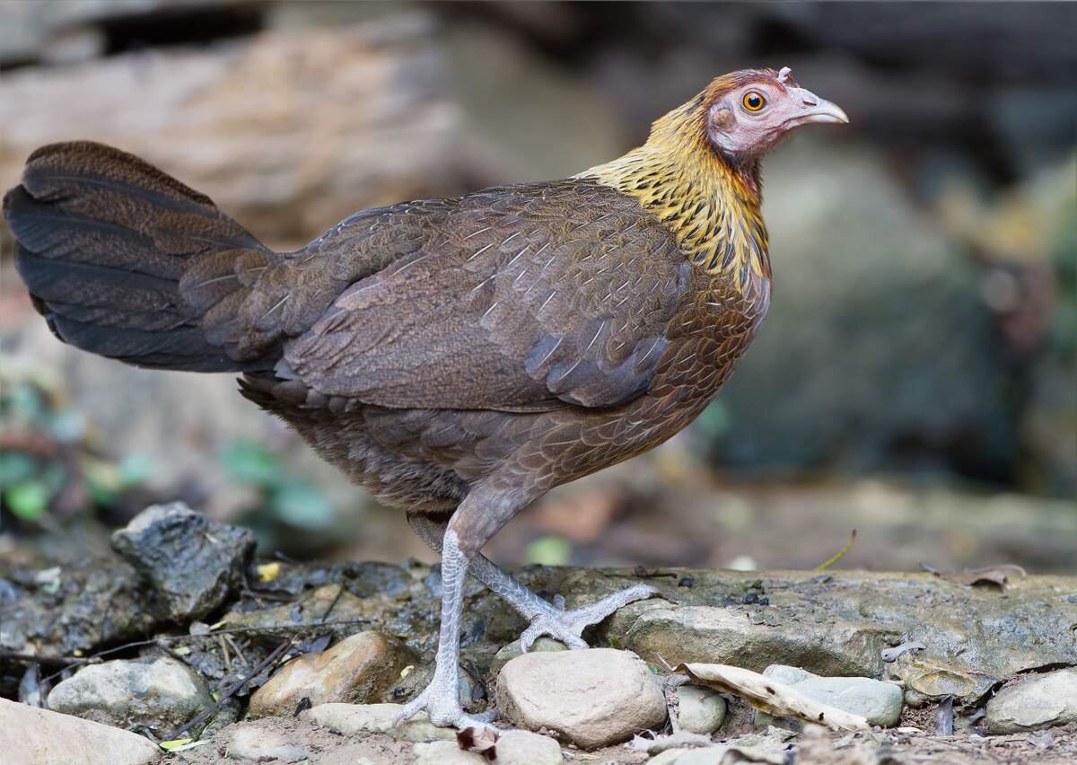 Банкивская курица