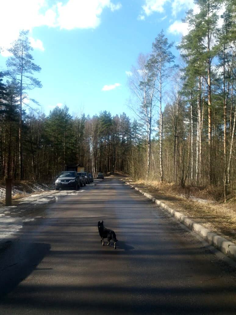 Живописный экомаршрут недалеко от Санкт-Петербурга - 