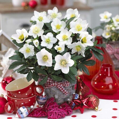 Фото из Интернета. 