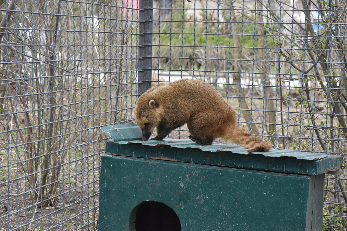 Коати на своём доме