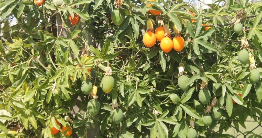 Фото из свободных источников