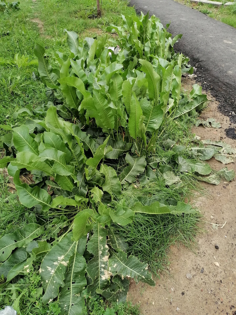 Хрен вдоль дорожки