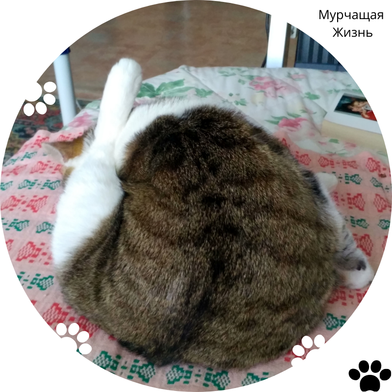 Красивость