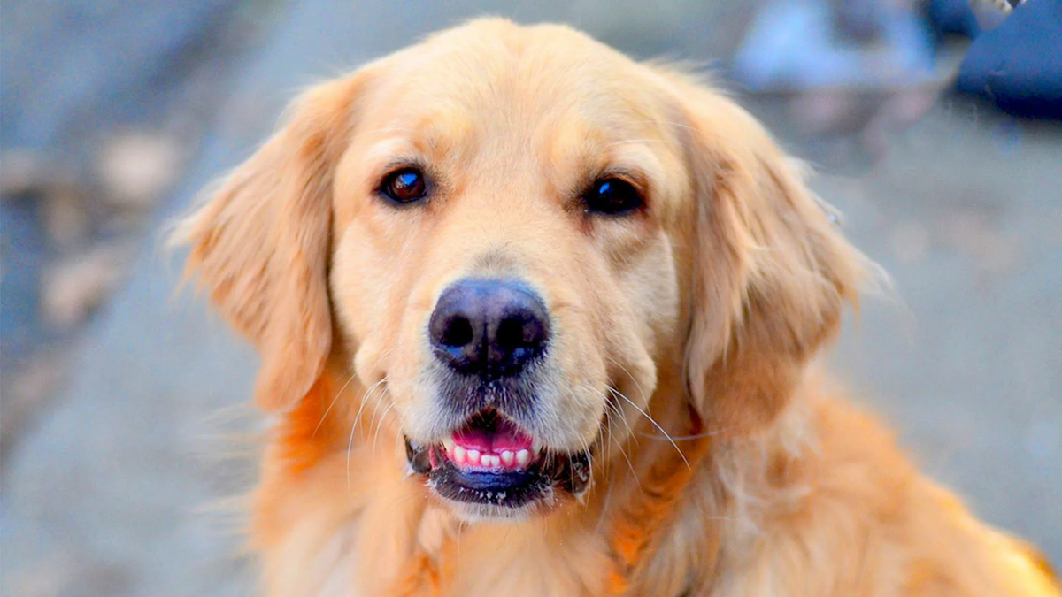 Источник: wallpaperboat.com