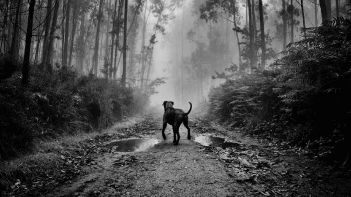 Изображение из интернета. 