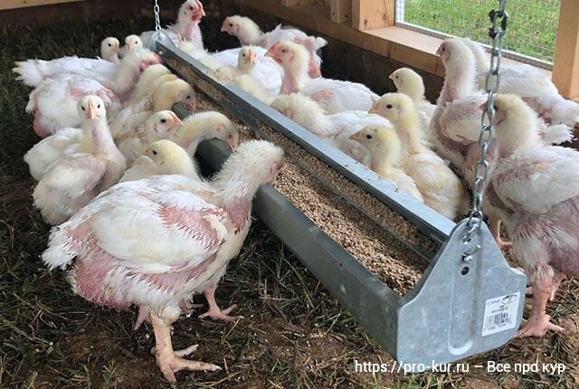 Здоровая курица рыжая. Белая наседка. Хорошее дело курица. Кур дел. Шабо самурай куры.