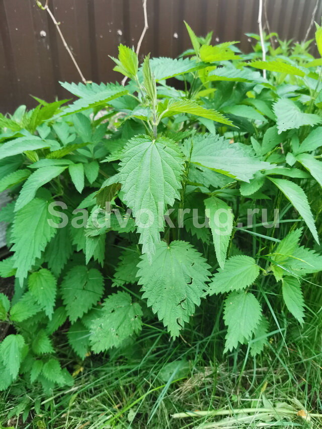 Избавляемся от жгучей крапивы