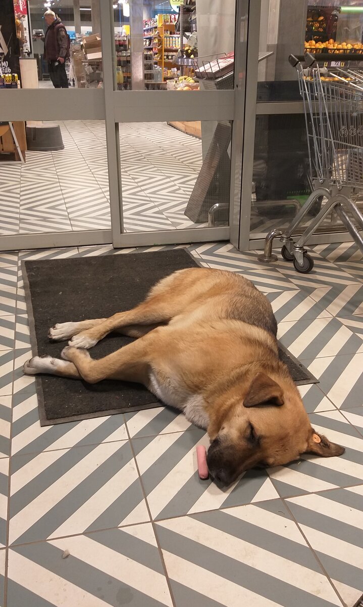 Эта собачка не имеет отношения к истории. Но она тоже плохо себя чувствует и отказывается от еды, которую ей предлагают прохожие.