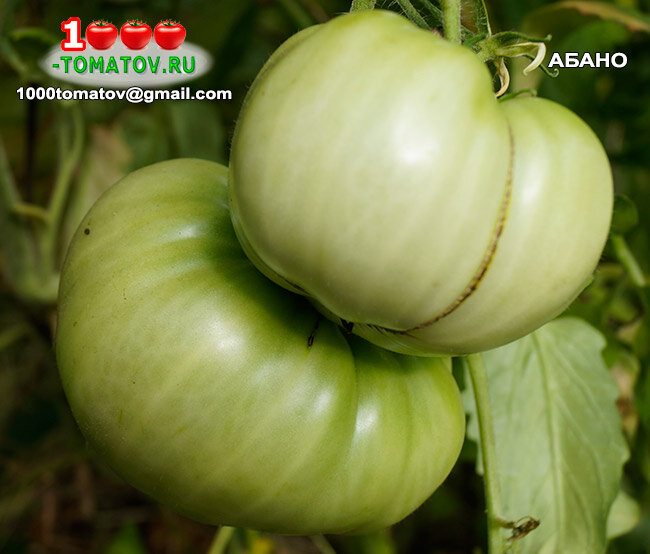Томат Абано фото 2