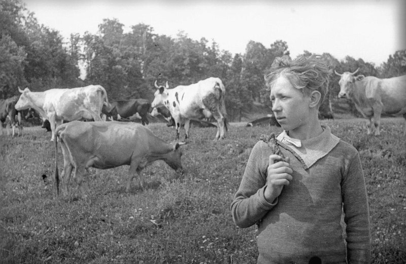 Вася Козов пасет коров. Сергей Васин, 1942 год, Московская обл., Коломенский р-н, МАММ/МДФ.