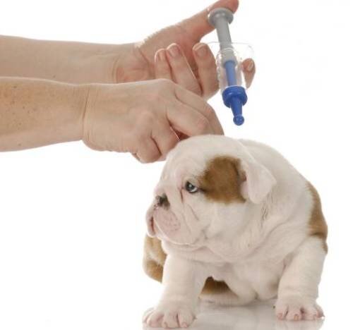 Почему у кошек или собак после вакцинации в месте укола наблюдается выпадение шерсти?