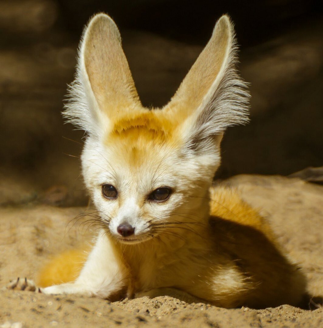 Добавьте описание