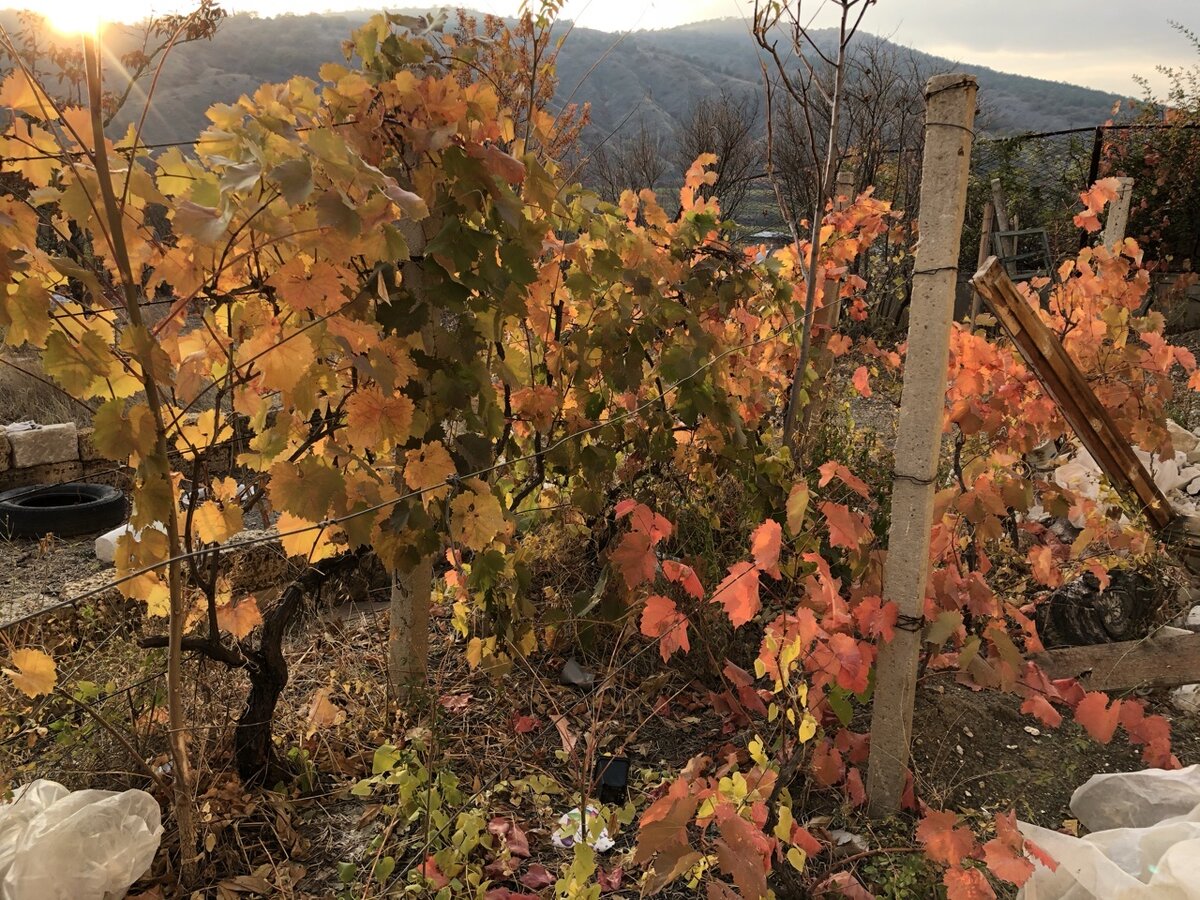 Виноград может пасти практически без полива - у него корень глубоко вниз уходит.