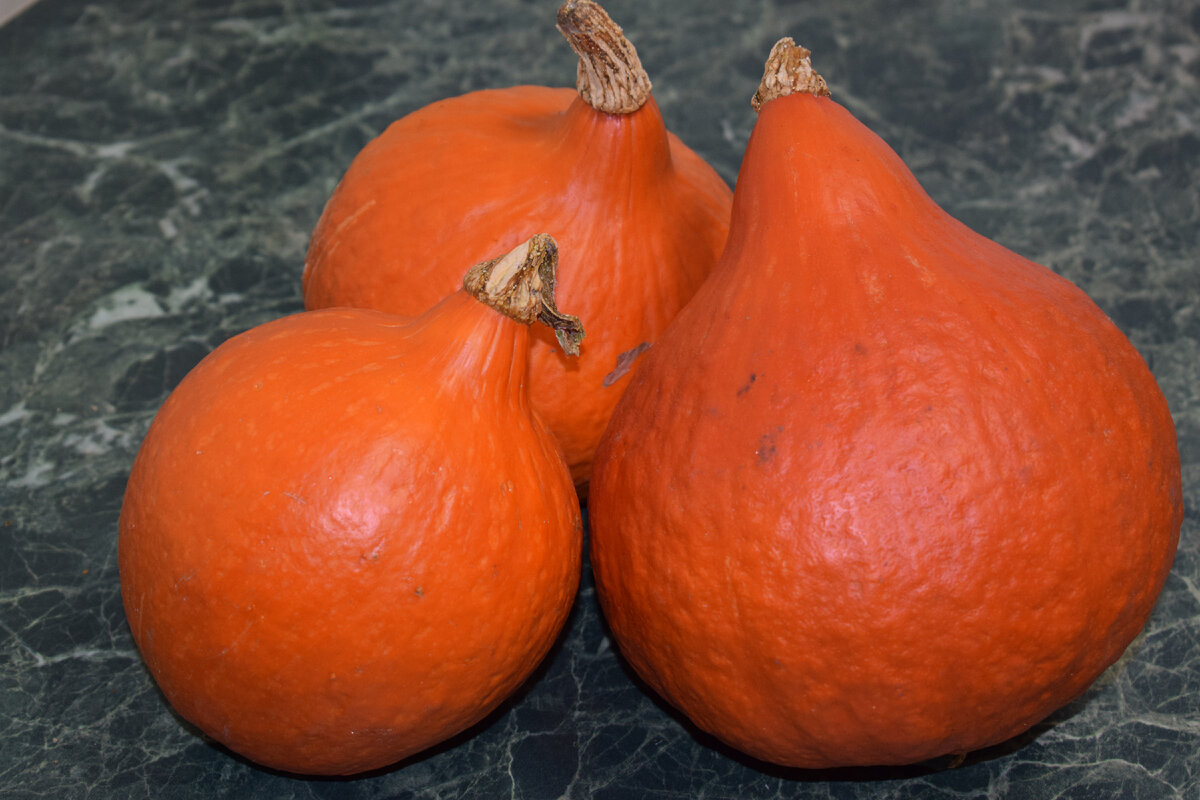 вот такая тыква выросла на даче(фото автора)