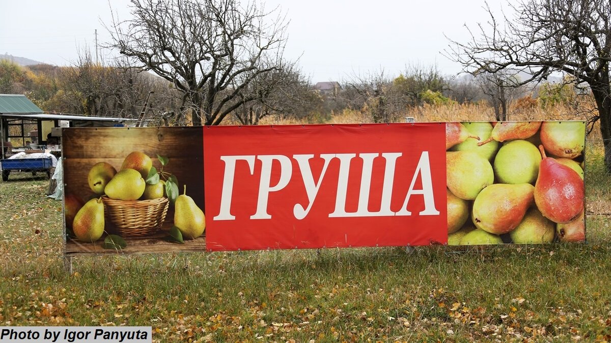 Продажа груш прямо из сада в Крыму