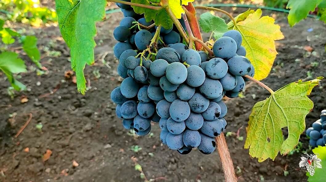 Внешний вид и вкус винограда Шарада UA