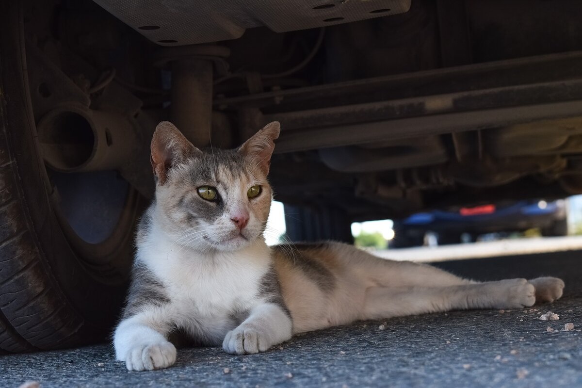 🐾 5 причин не пускать домашнюю кошку на улицу | Я — Кот! | Дзен